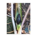 Beetle Blanket Postcard