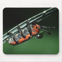 Beetle mousepads