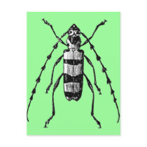Beetle Post Card