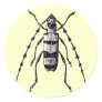 Beetle Round Sticker
