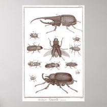 Beetles - Plate LXXV Histoire Naturelle Diderot Poster