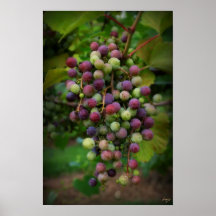 Before the wine posters