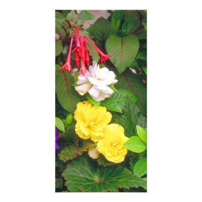 Begonia and Friends Photo Cards by Plumcrazyaboutcats