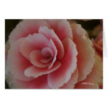 Begonia Beauty