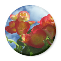 Begonia Flowers Round Magnet