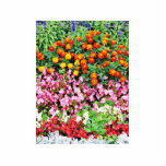 Begonia French Marigold photo sculptures