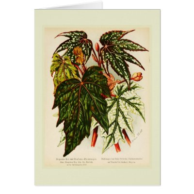 Begonia rex cards by Botany_Boy