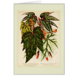 Begonia rex cards