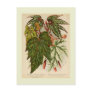 Begonia rex postcards
