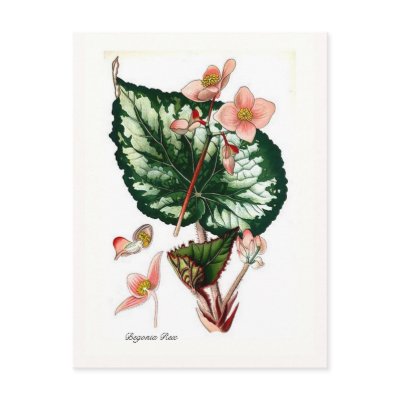Begonia Rex Postcard by Botany_Boy