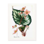 Begonia Rex postcards