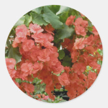Begonia Stickers