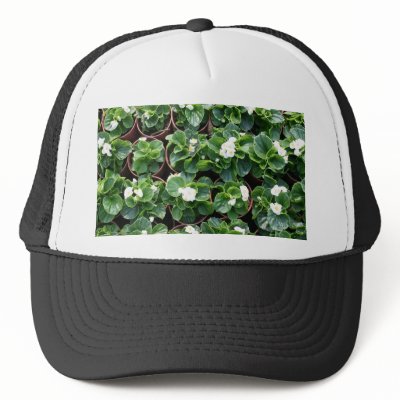 Begonia's at Taipei City Government Nursery Hat by photoslot