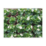 Begonia's at Taipei City Government Nursery Postcard