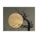 Behind - Full moon behind bare tree collage postcards
