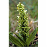 Behring Orchid Cut Out
