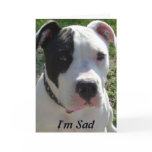 Belated Birthday Card with Pittbull Dog