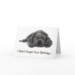 BELATED BIRTHDAY: DIDN'T FORGET: TOO LAZY, DOG cards