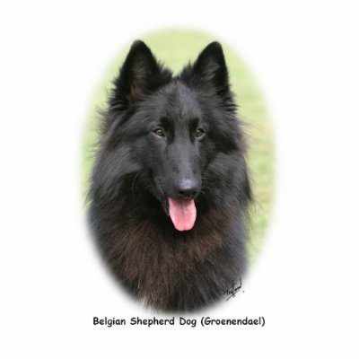 Belg Shep 9Y387D-053 Photo Cutouts by TraffordPhotos