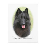 Belg Shep 9Y387D-053 Post Card