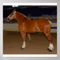 Belgian at show