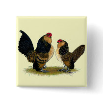 Belgian d'Anvers Bantams:  Quail