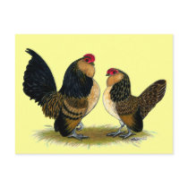 Belgian d'Anvers Bantams:  Quail
