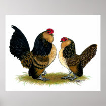 Belgian d'Anvers Bantams:  Quail