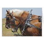Belgian Draft Horse Team Greeting Cards