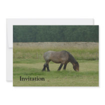 Belgian Draught   Horse-brown/grey grazing