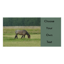 Belgian Draught   Horse-brown/grey grazing