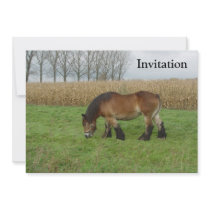 Belgian Draught   Horse-brown with black mane