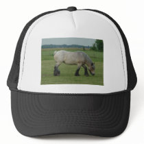 Belgian Draught   Horse-colour grey grazing