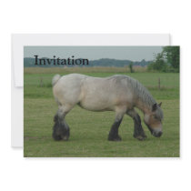 Belgian Draught   Horse-colour grey grazing