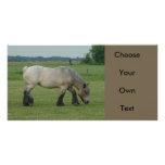Belgian Draught   Horse-colour grey grazing