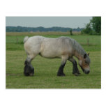 Belgian Draught   Horse-colour grey grazing Postcard