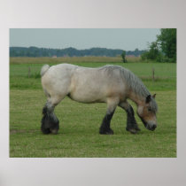 Belgian Draught   Horse-colour grey grazing