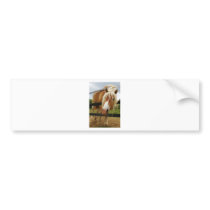 Belgian Draught   Horse, Got Carrots?