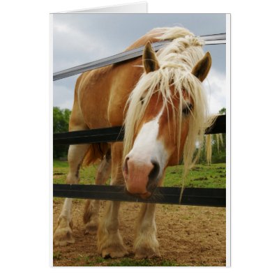 Belgian Draught   Horse, Got Carrots? by ellencmaze
