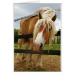 Belgian Draught   Horse, Got Carrots? cards