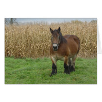 Belgian Draught   Horse-in front of a corn field