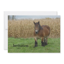 Belgian Draught   Horse-in front of a corn field