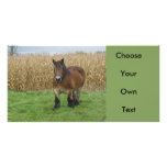 Belgian Draught   Horse-in front of a corn field