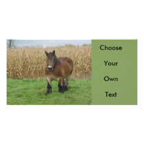 Belgian Draught   Horse-in front of a corn field