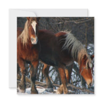 Belgian Draught   Horse Invitation