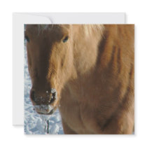 Belgian Draught   Horse Invitations