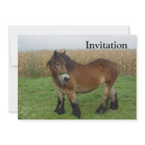 Belgian Draught   Horse-looking back