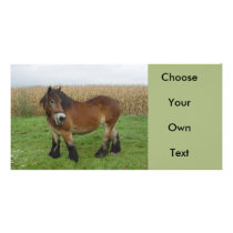 Belgian Draught   Horse-looking back