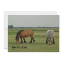 Belgian Draught   Horse-one grey, one brown