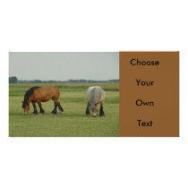 Belgian Draught   Horse-one grey, one brown